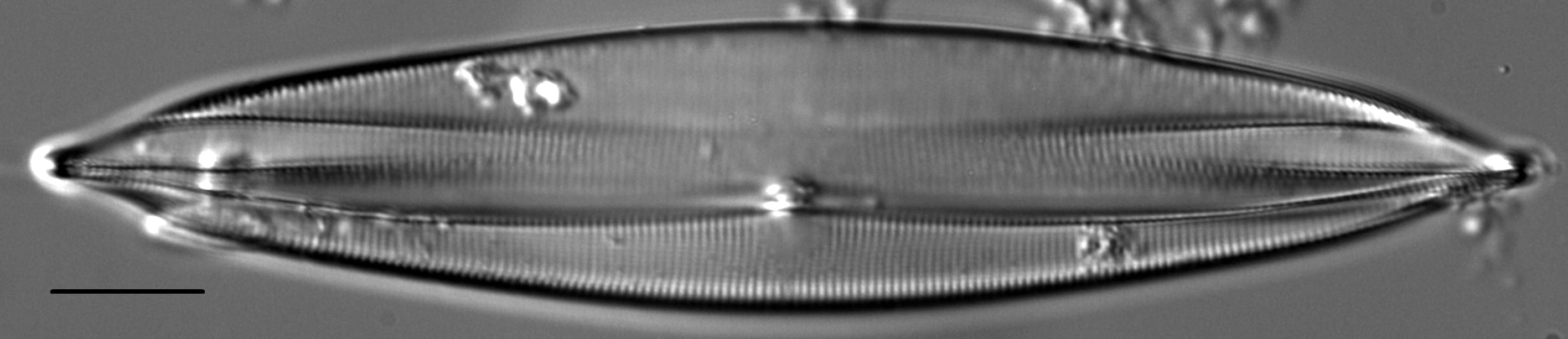 Plagiotropis lepidoptera var proboscidea LM6