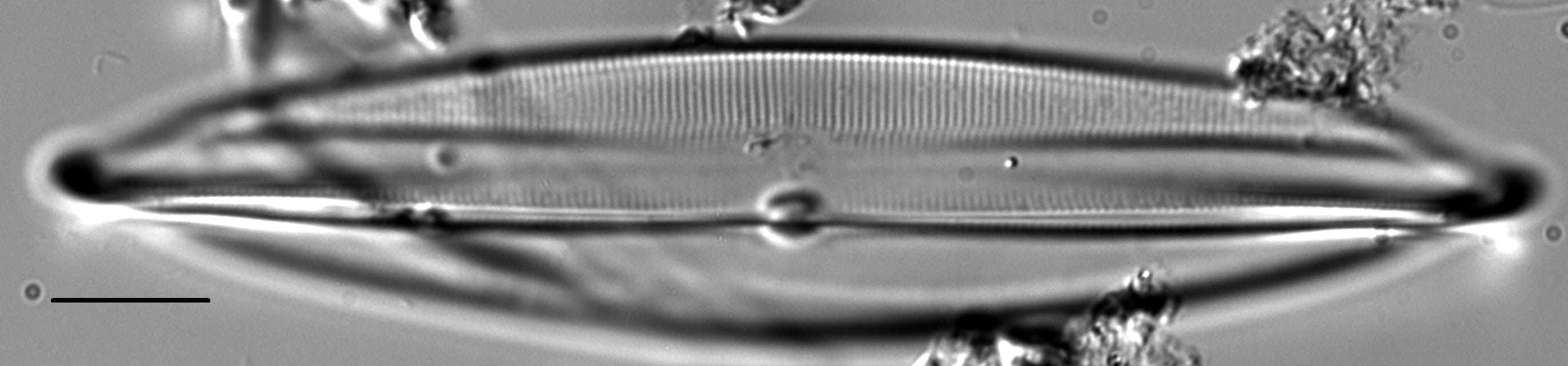 Plagiotropis lepidoptera var proboscidea LM5