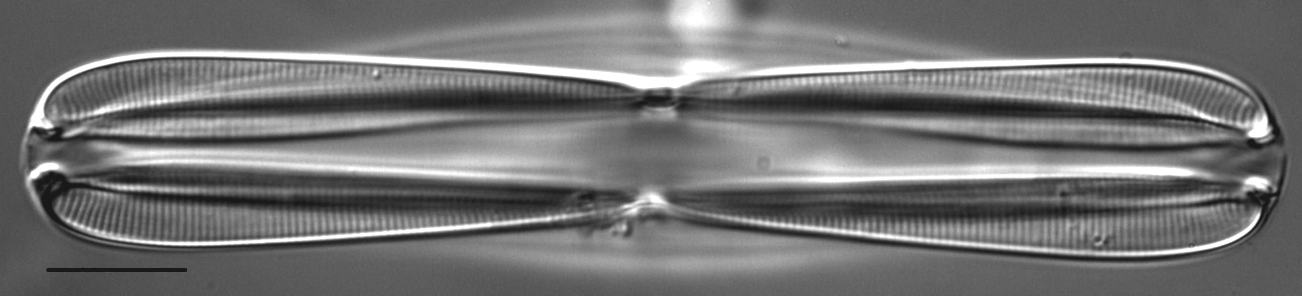 Plagiotropis lepidoptera var proboscidea LM4