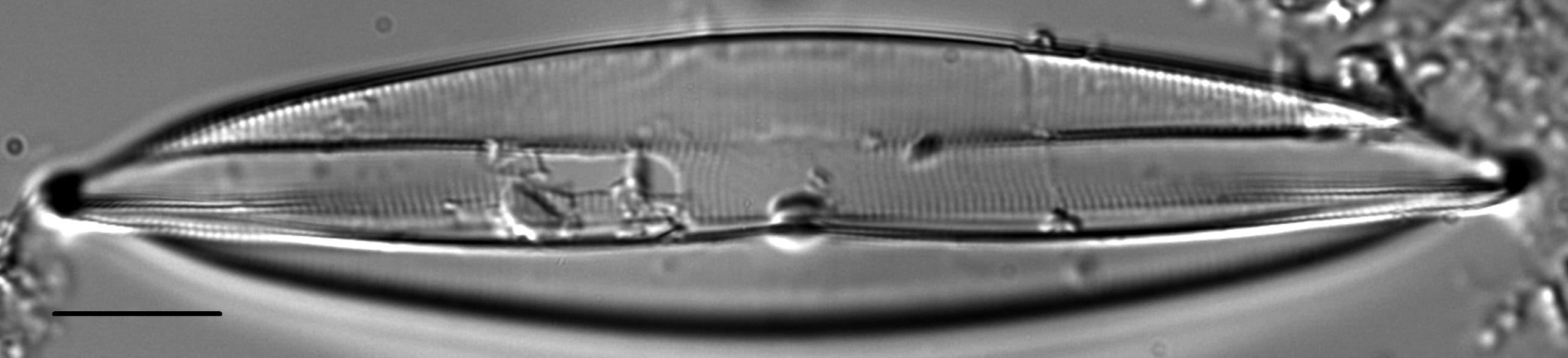 Plagiotropis lepidoptera var proboscidea LM3