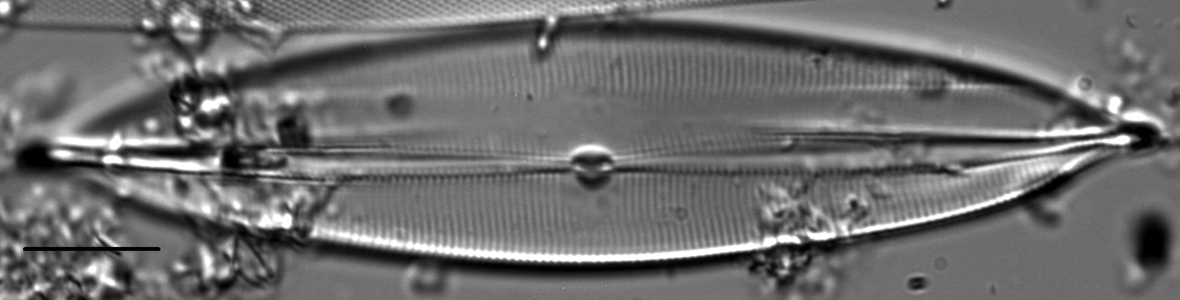 Plagiotropis lepidoptera var proboscidea LM2