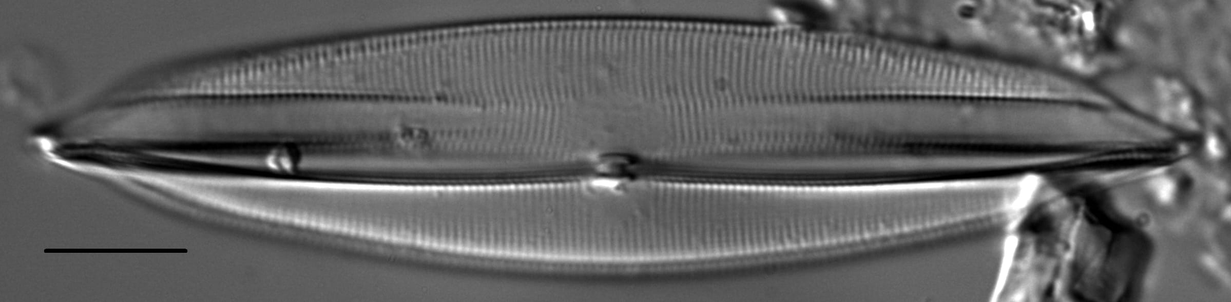 Plagiotropis lepidoptera var proboscidea LM1