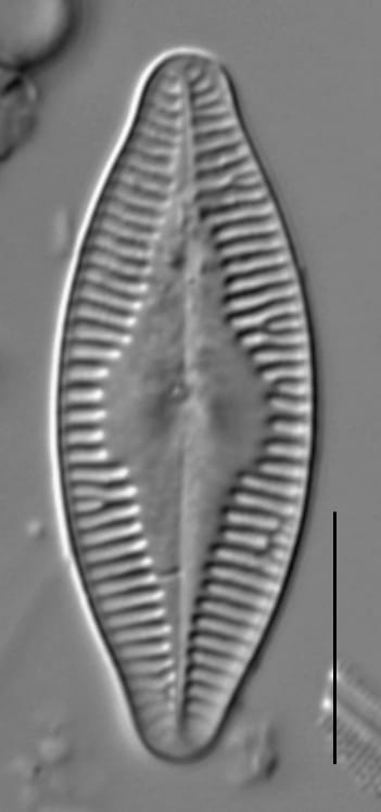 Planothidium holstii LM6