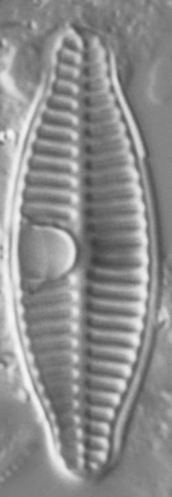 Planothidium Incuriatum LM3