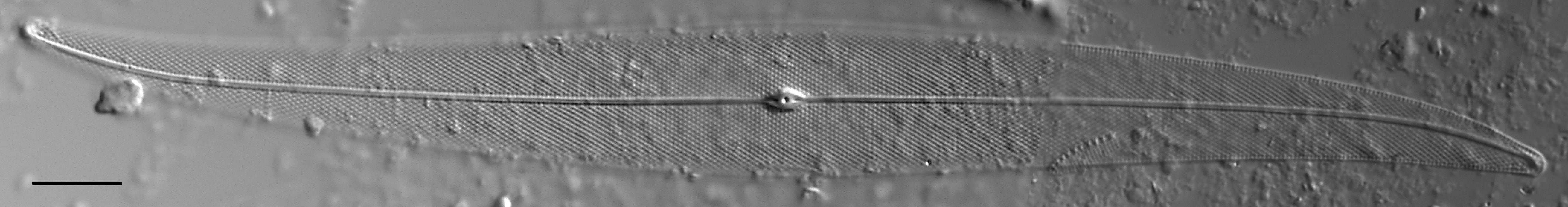 Pleurosigma Delicatulum Lm1