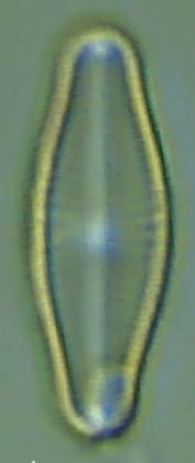 Preview Snapshot all32crop