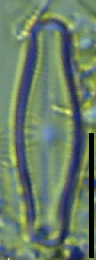 Preview Snapshot all33cropwbar