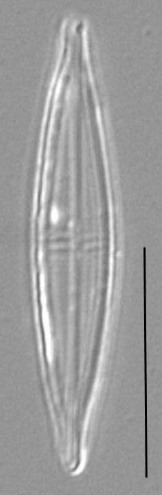 Proschkinia Browderiana Lm3