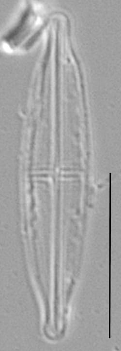 Proschkinia Browderiana Lm4