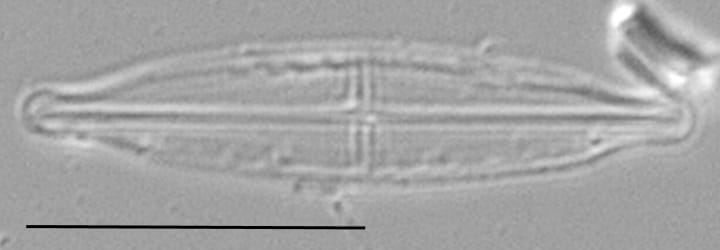Proschkinia Browderiana Lm4