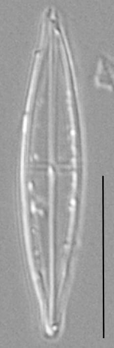 Proschkinia Browderiana Lm5