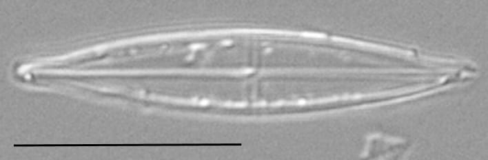 Proschkinia Browderiana Lm5