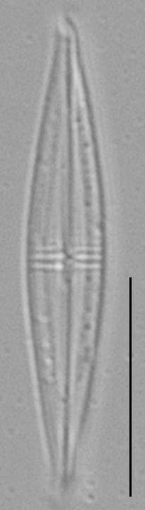 Proschkinia Browderiana Lm6