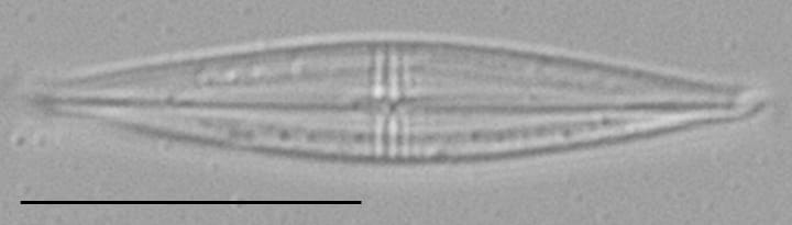 Proschkinia Browderiana Lm6
