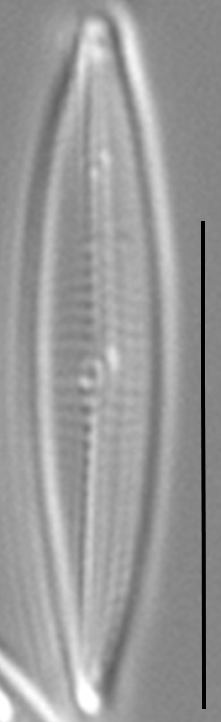 Proschkinia vergostriata LM3