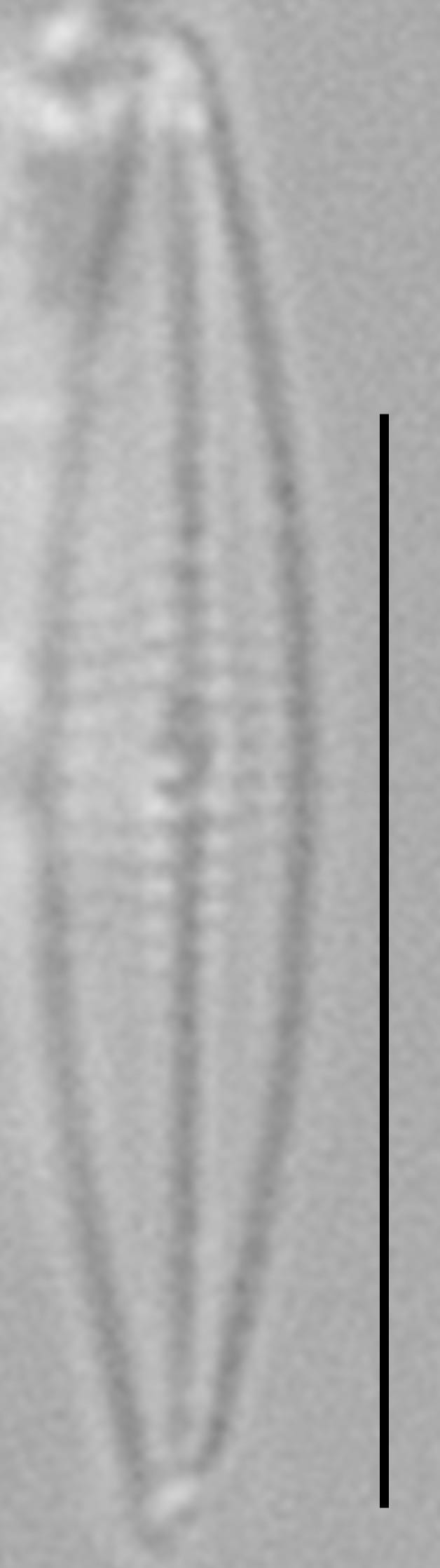 Proschkinia vergostriata LM4