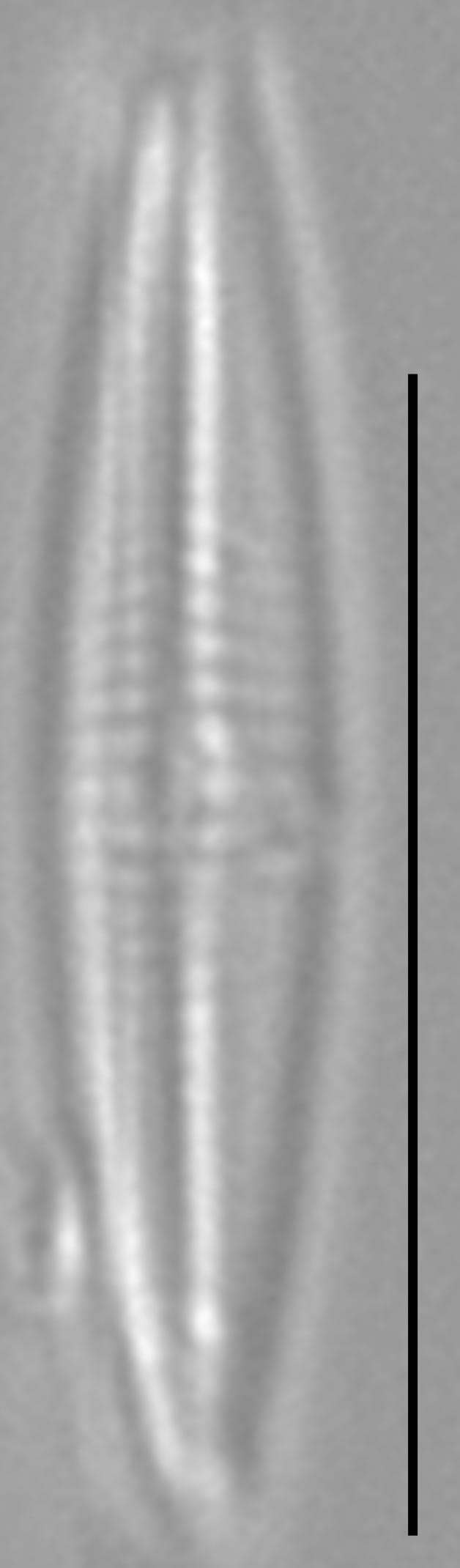 Proschkinia vergostriata LM5