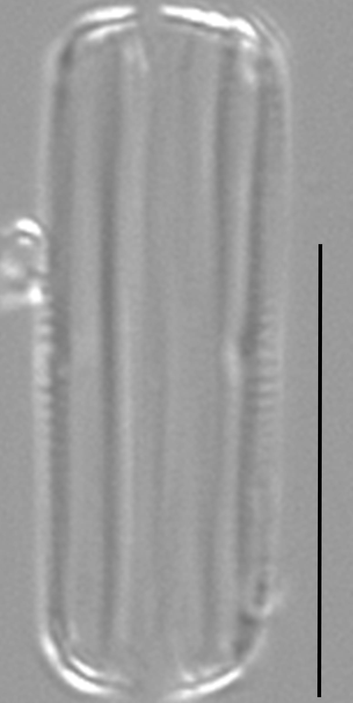 Proschkinia vergostriata LM6