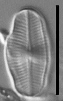 Psammothidium Ventrale GC8241 A 006