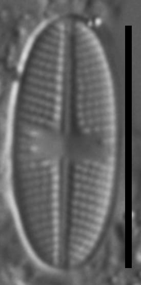 Psammothidium sacculum LM7