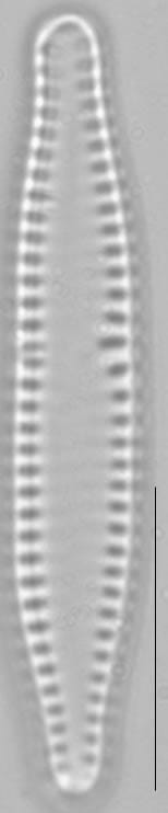 Pseudostaurosira brevistriata LM3