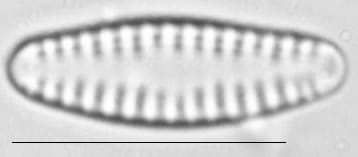 Pseudostaurosira neoelliptica LM4