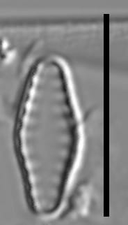 Pseudostaurosiropsis geocollegarum3 ILL L1433