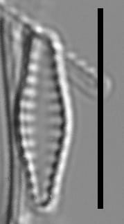 Pseudostaurosiropsis geocollegarum4 ILL L1433