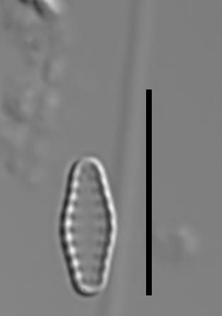 Pseudostaurosiropsis geocollegarum5 ILL L1433