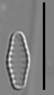 Pseudostaurosiropsis geocollegarum5 ILL L1433