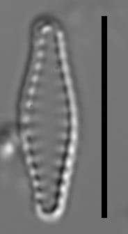 Pseudostaurosiropsis geocollegarum6 ILL L1433