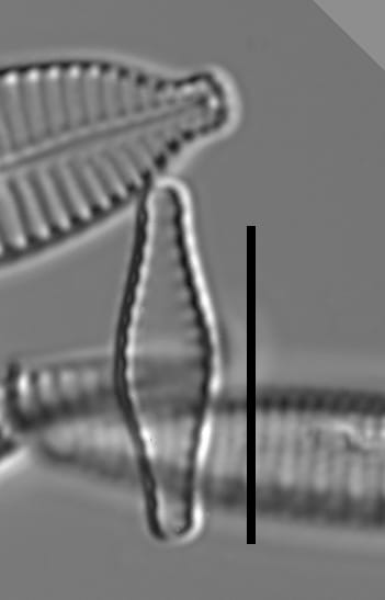 Pseudostaurosiropsis geocollegarum7 ILL L1433