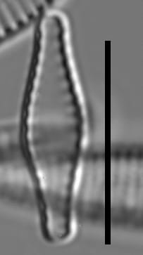 Pseudostaurosiropsis geocollegarum7 ILL L1433