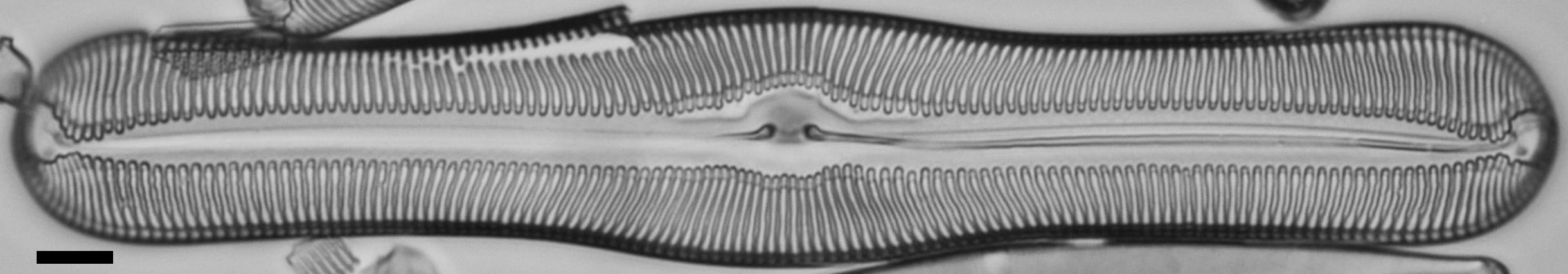 Pulchella canadensis LM7