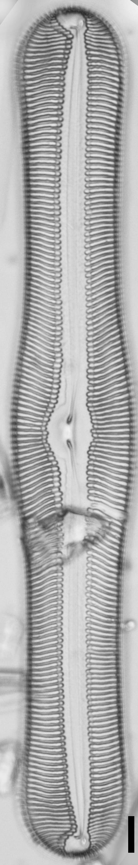 Pulchella canadensis LM5
