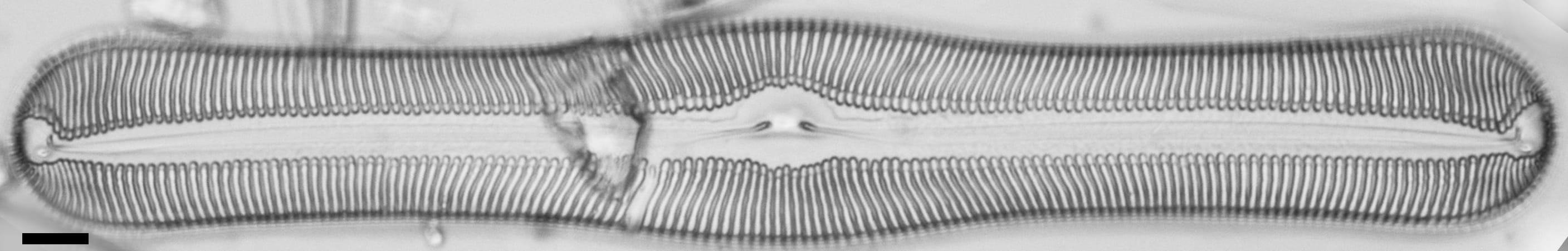 Pulchella canadensis LM5