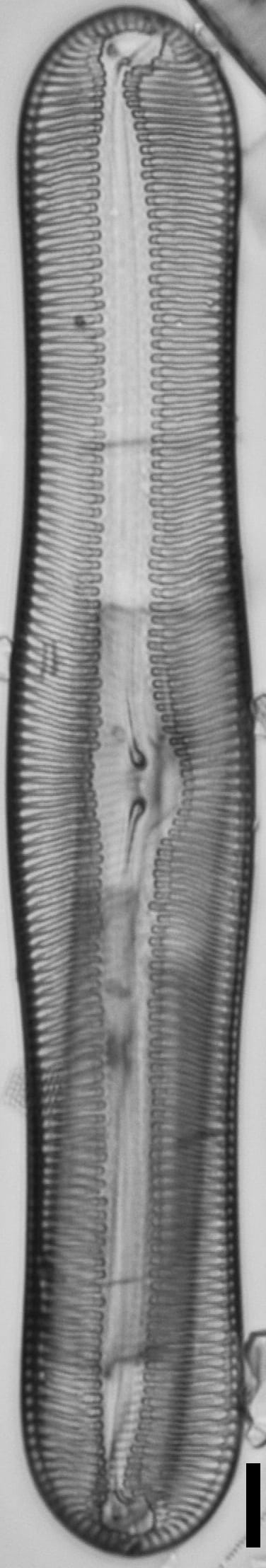 Pulchella canadensis LM6