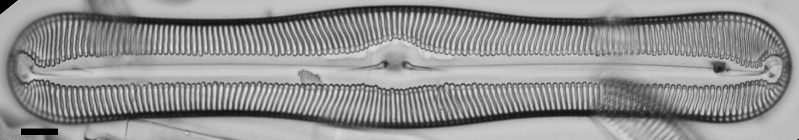 Pulchella canadensis LM2