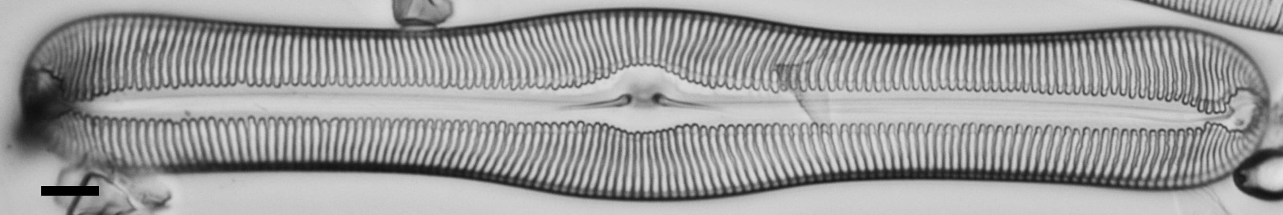 Pulchella canadensis LM4