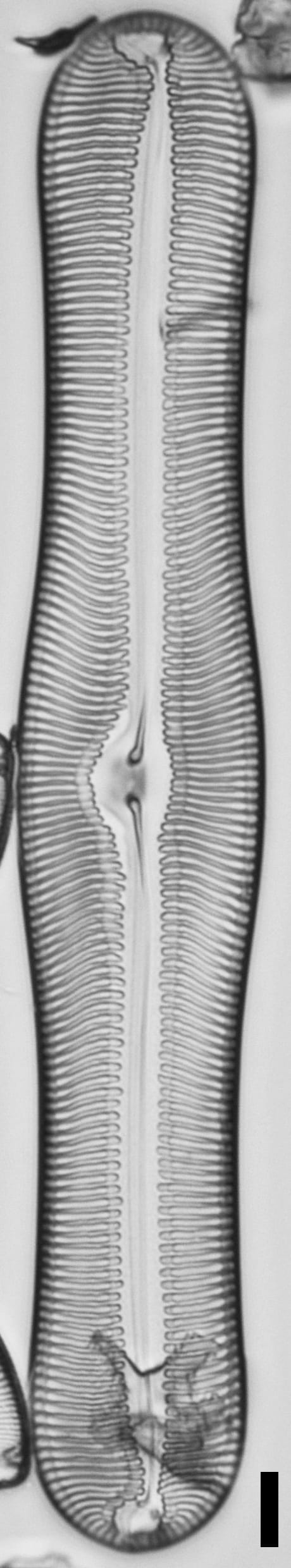 Pulchella canadensis LM3