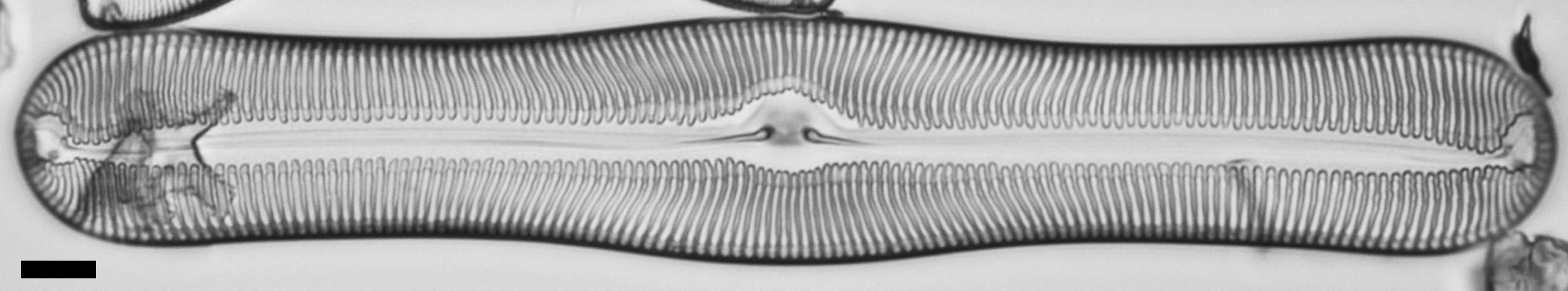 Pulchella canadensis LM3