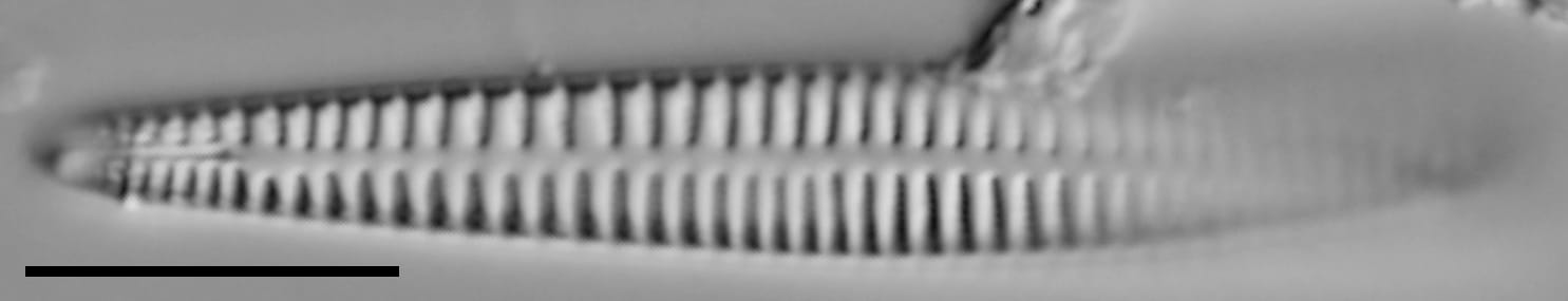 Rhoicosphenia californica LM3