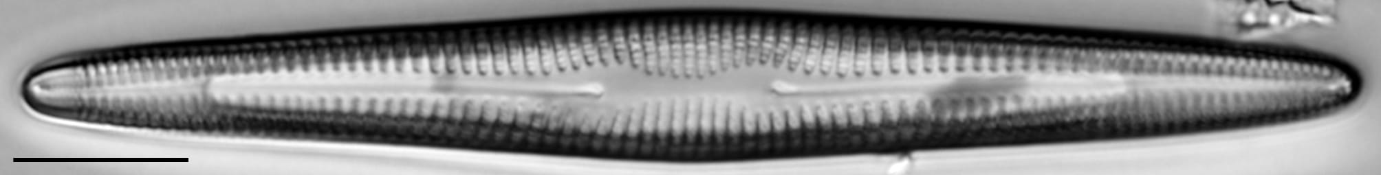Rhoicosphenia stoermeri LM7