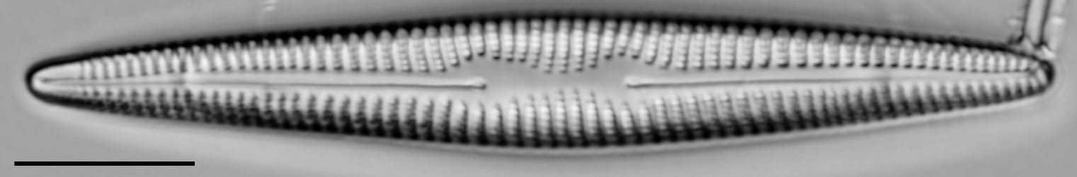 Rhoicosphenia stoermeri LM6