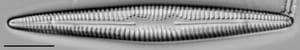 Rhoicosphenia stoermeri LM6
