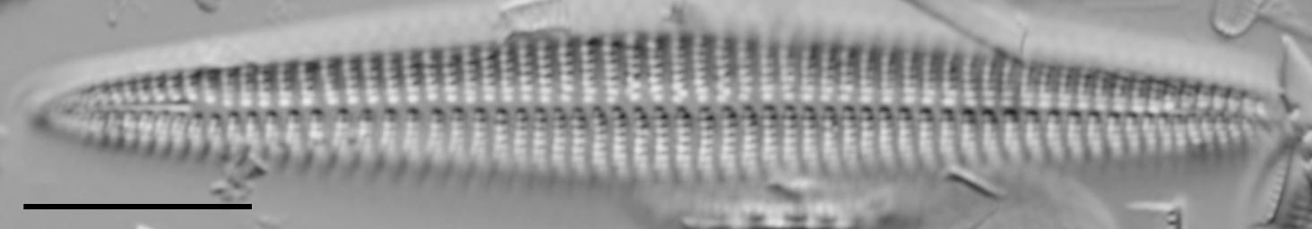 Rhoicosphenia stoermeri LM5