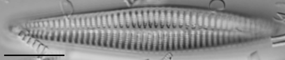 Rhoicosphenia stoermeri LM4