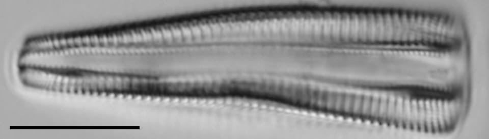 Rhoicosphenia stoermeri LM3