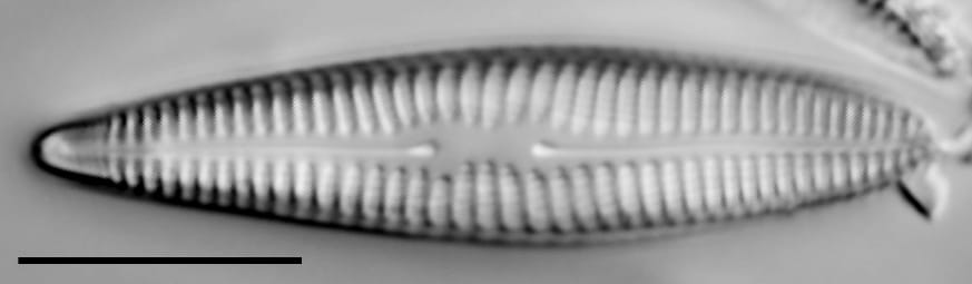 Rhoicosphenia stoermeri LM2