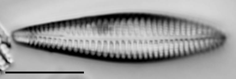 Rhoicosphenia stoermeri LM1